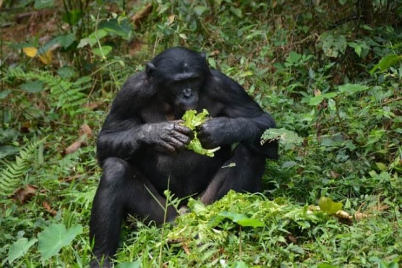 bonobo-2139563_640_e