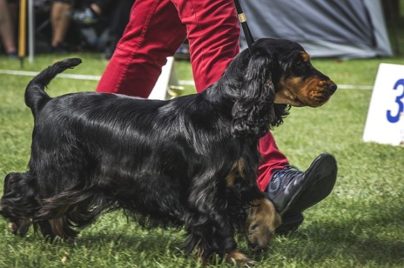 世界最大のドッグショーで、審査基準を超えて愛された犬（イギリス）