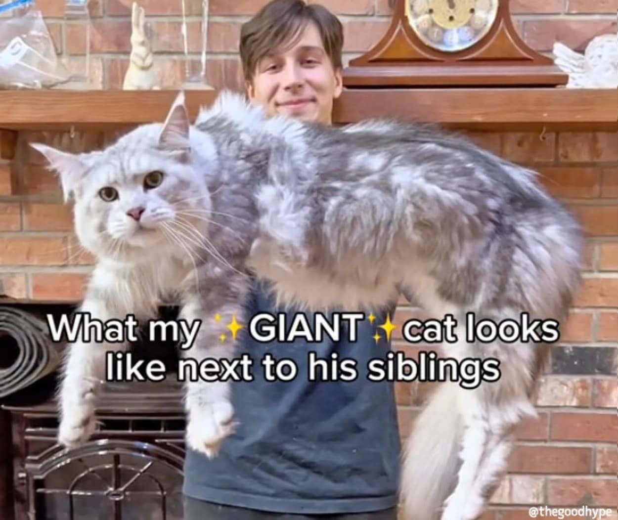 巨大な猫メインクーンと大型犬や猫と比較