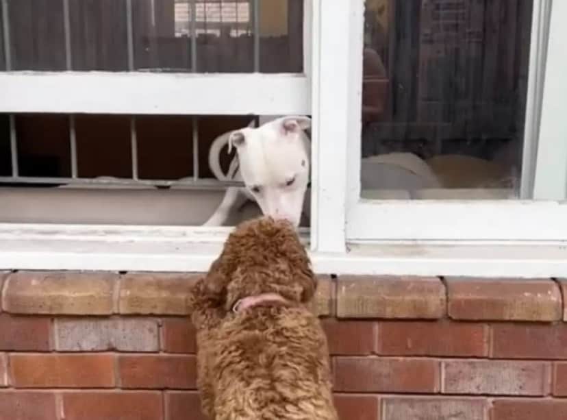 dog love2_e