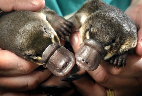 あらやだちょっとかわいいじゃないか 人懐っこい手乗りカモノハシ カラパイア