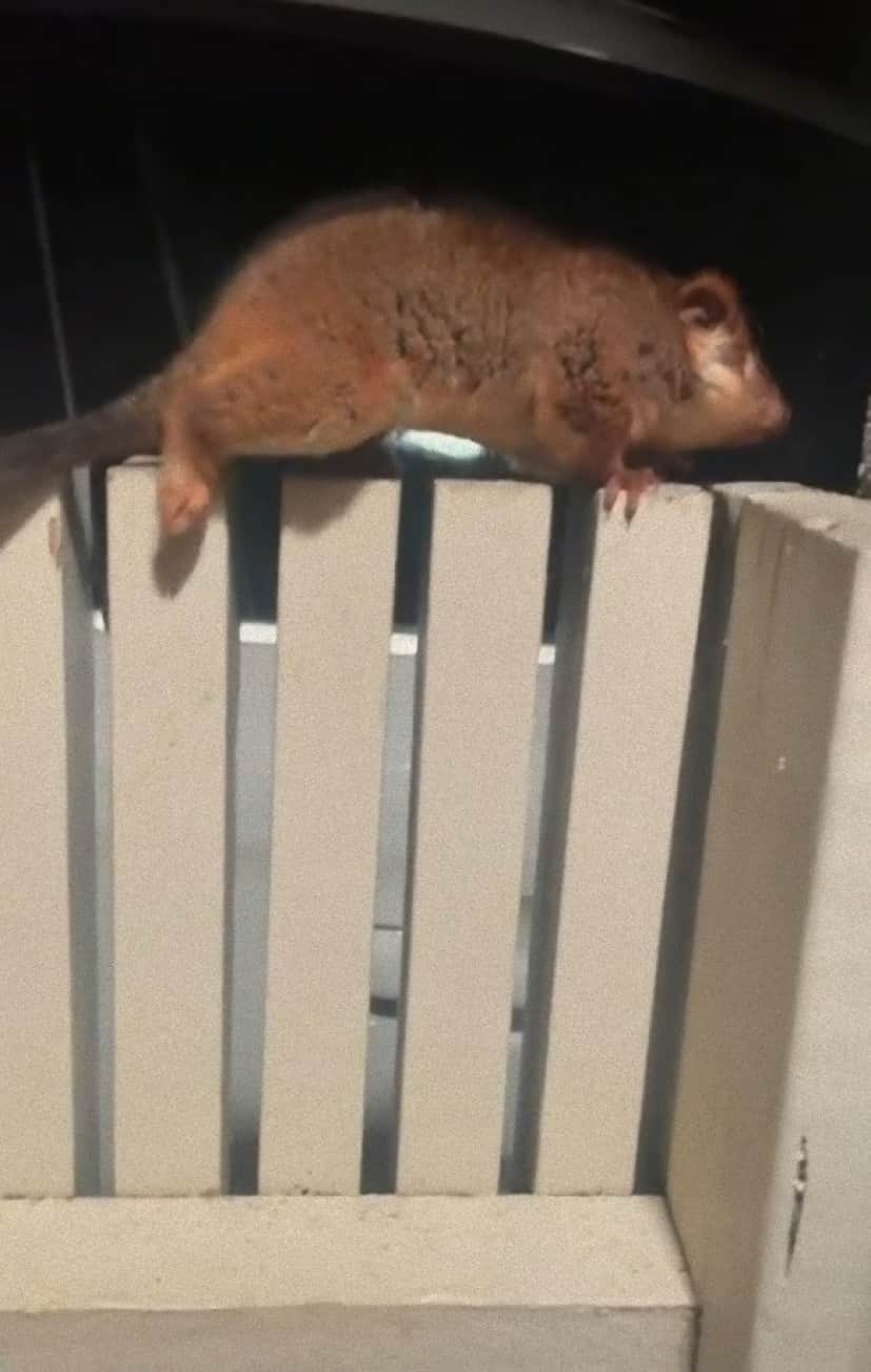 possum3_e