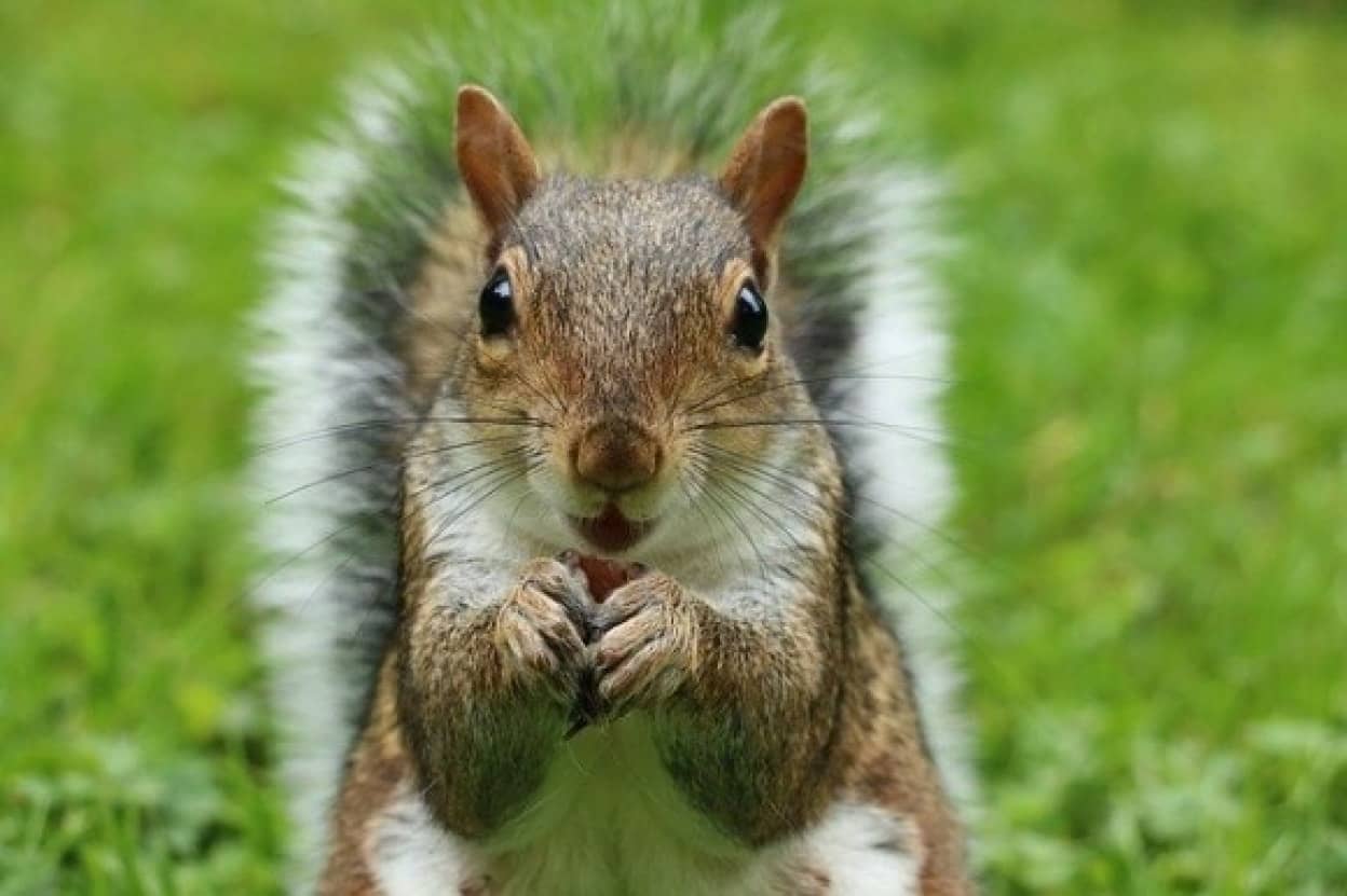 squirrel-2962847_640_e