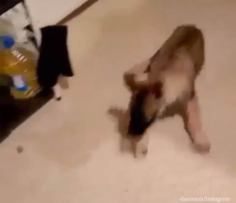 ひらめいた 水遊びがしたい犬が飲み水に肉球をつけてスポポポポ ン カラパイア