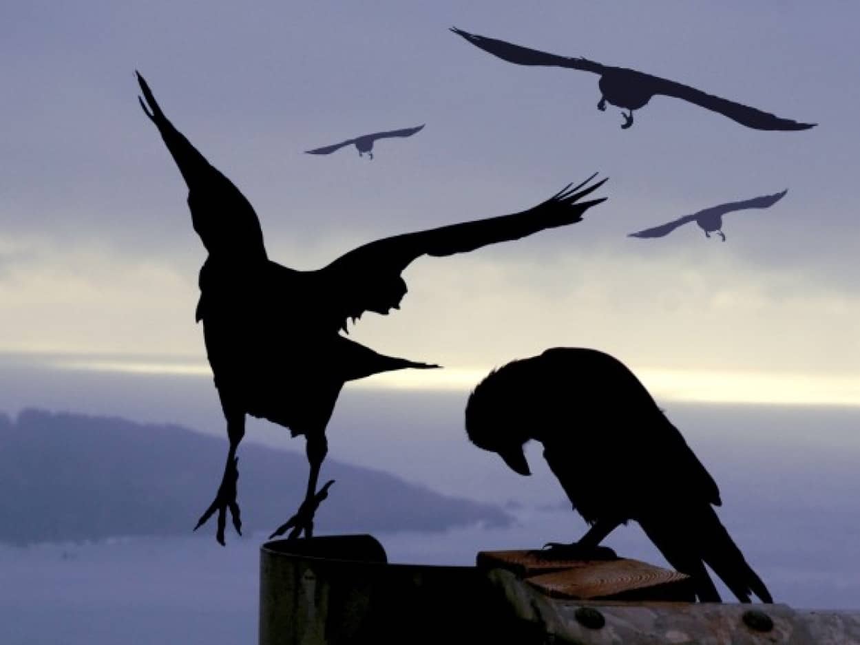 カラスは情が深かった 争った後 仲直りの為に謝罪もするしスキンシップを行うという研究報告 ドイツ研究 カラパイア カラスは情が深かった 争った後 仲直りの為に謝罪もするしスキンシップを行うという研究報告 ドイツ研究 カラパイア