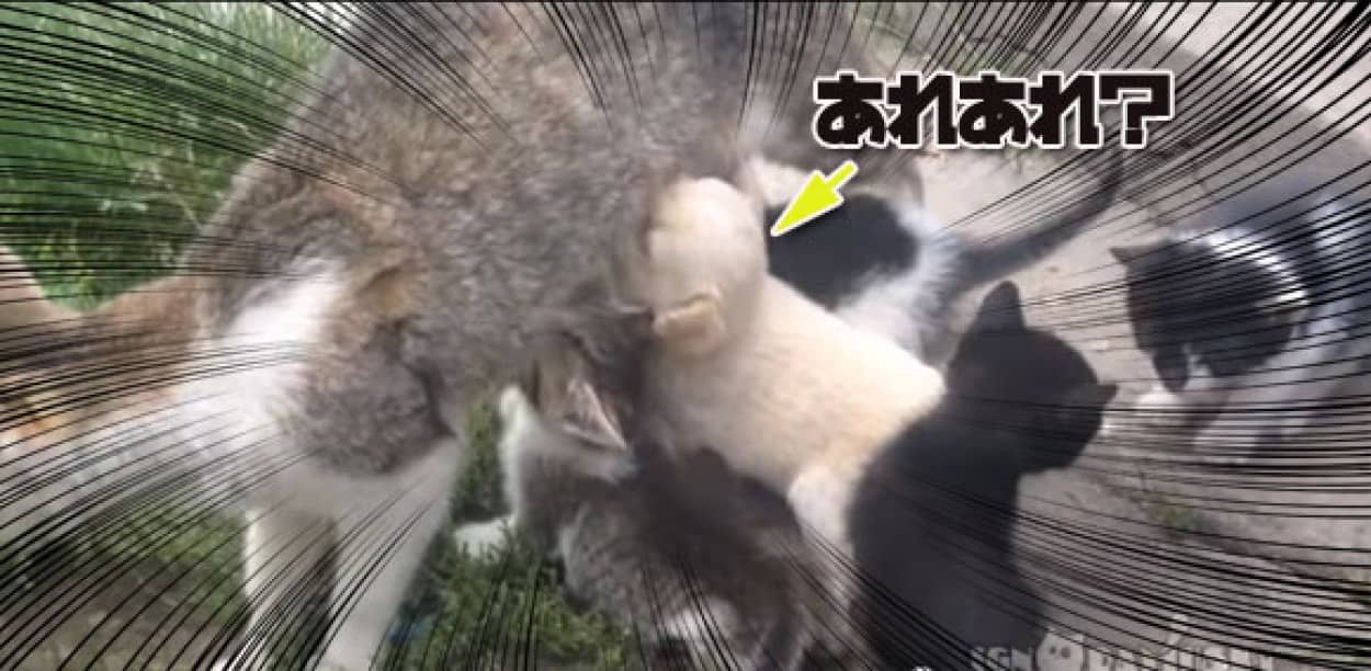 あ なんか違うの混じってる ひときわパワフルに母猫のミルクをねだっているのは カラパイア あ なんか違うの混じってる ひときわパワフルに母猫のミルクをねだっているのは カラパイア