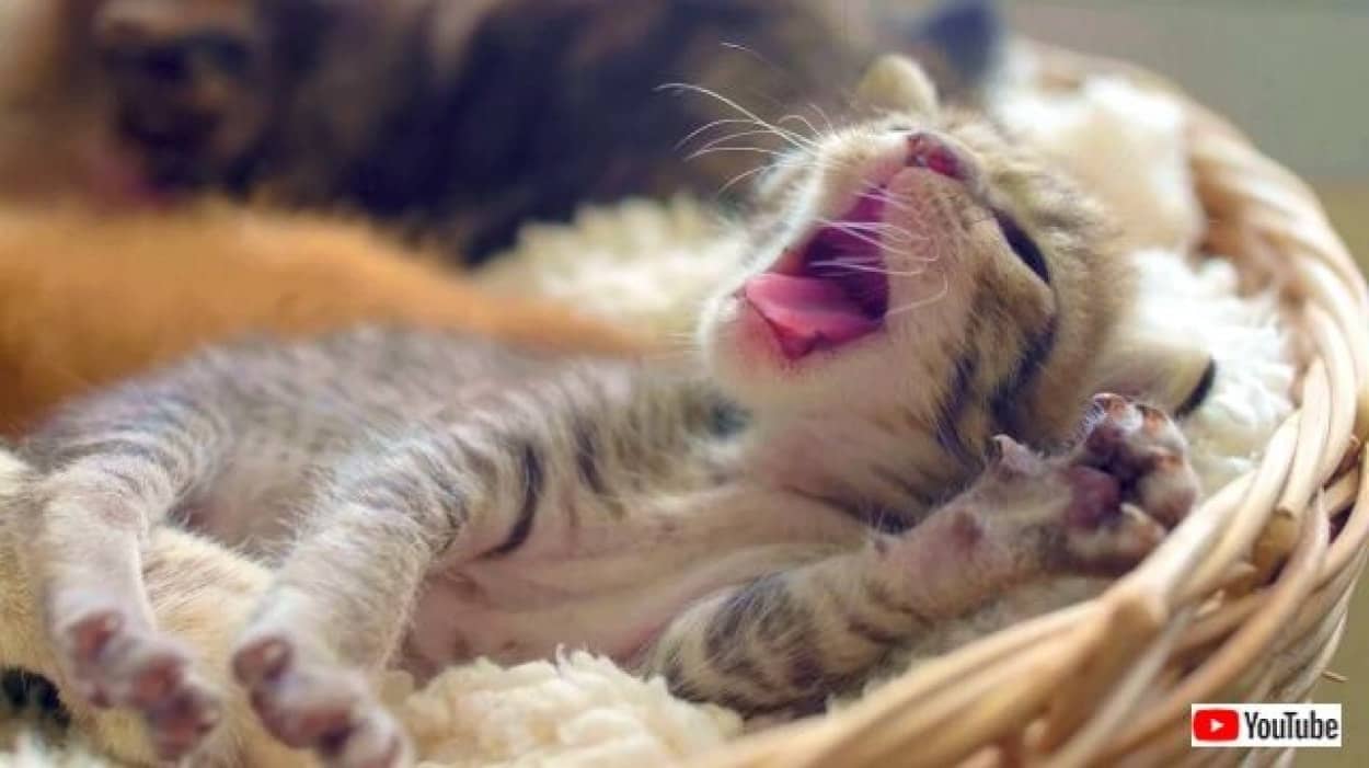 これこそがヘブン これこそが癒し 可愛い子猫たちを延々と眺めるだけの動画 カラパイア これこそがヘブン これこそが癒し 可愛い子猫たちを延々と眺めるだけの動画 カラパイア