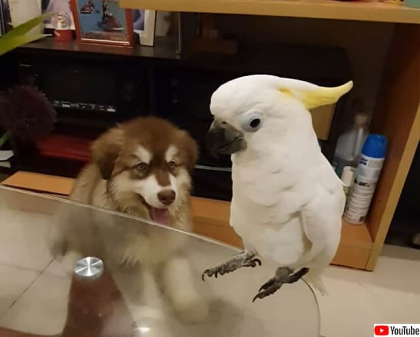 声を奪われた ワンワン鳴くオウムと鳴かない犬 カラパイア