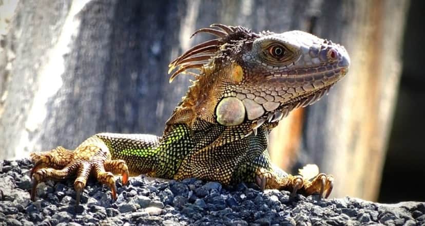 iguana-4835983_640