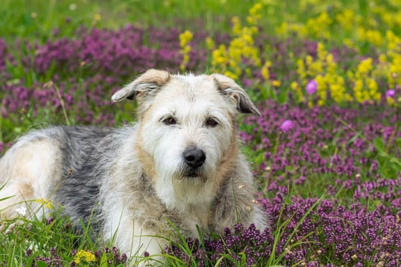 dog-5823613_640