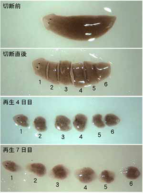 プラナリア て も 切っ も 切っ て 切っても死なずに増殖する不思議な生物、プラナリアの記憶はどこにある？