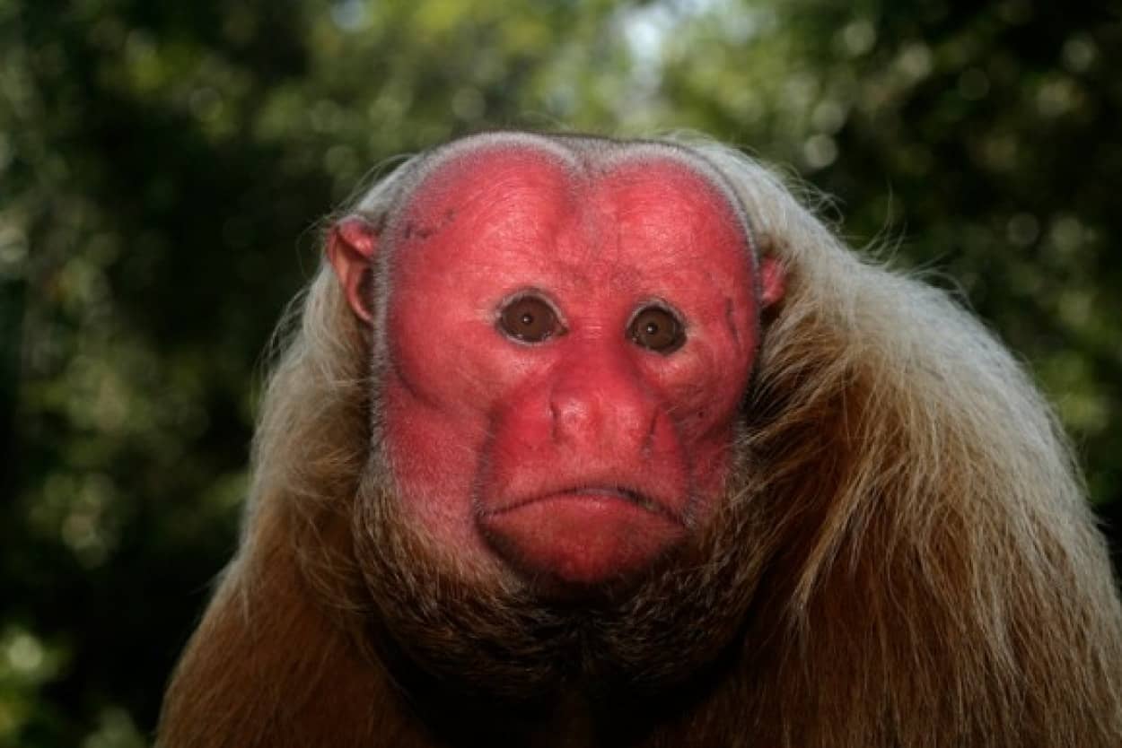 ジャングルに住む赤鬼、真っ赤な顔とハゲた頭が特徴の絶滅危惧種猿「ハゲウアカリ」 カラパイア