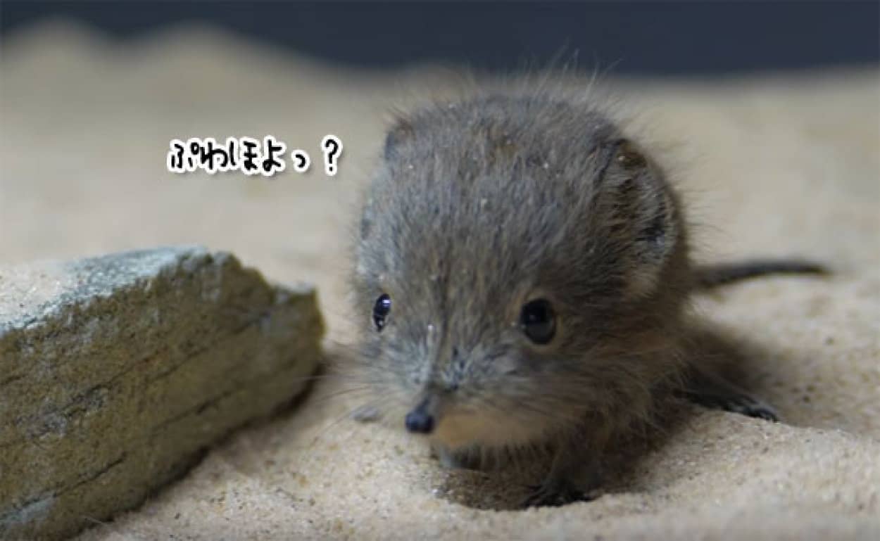 このかわいさはヤバい ハネジネズミの赤ちゃんのぽよぽよ感がはじけすぎてて空前絶後のブームの予感 カラパイア このかわいさはヤバい ハネジネズミの赤ちゃんのぽよぽよ感がはじけすぎてて空前絶後のブームの予感 カラパイア