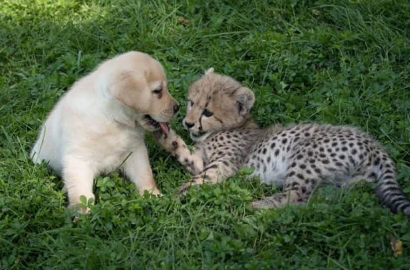 犬ってやっぱりすごい 犬と過ごすことでチーターの緊張と恥ずかしがりが改善されるらしい カラパイア 犬ってやっぱりすごい 犬と過ごすことでチーターの緊張と恥ずかしがりが改善されるらしい カラパイア
