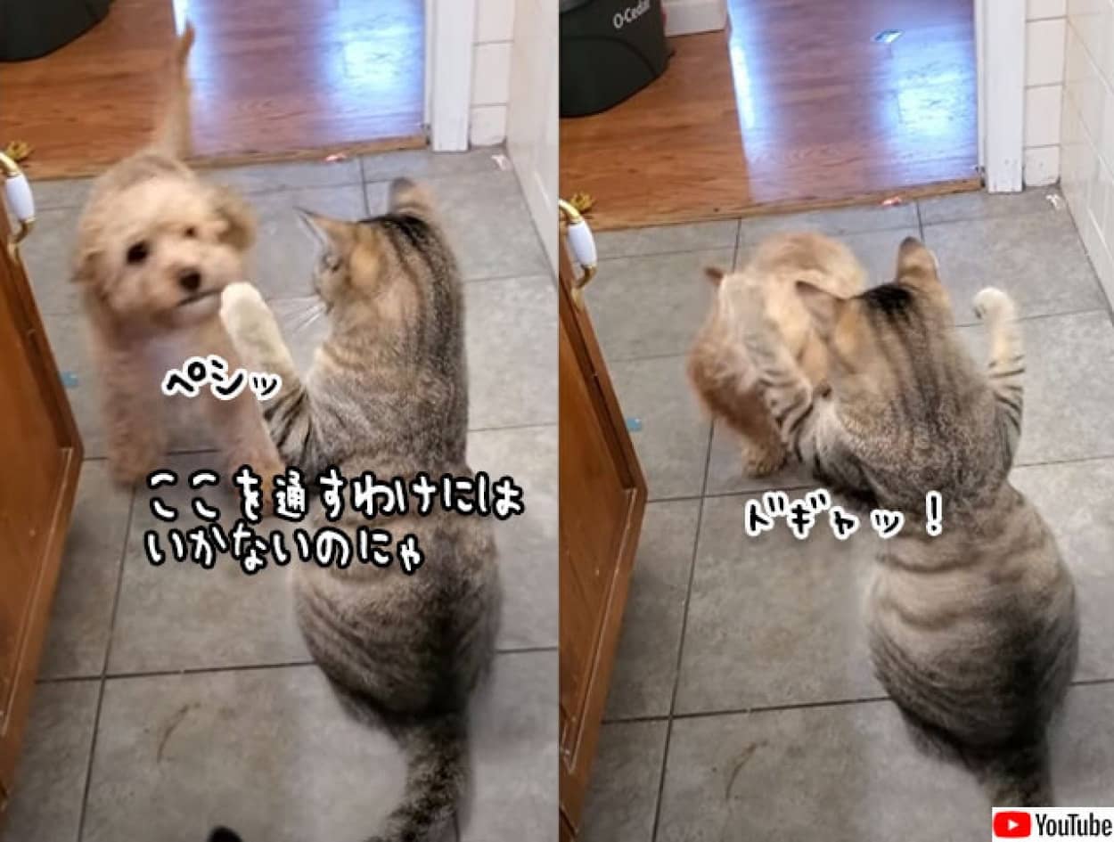 猫がガードして入れない そこで子犬は最終兵器を投入 カラパイア 猫がガードして入れない そこで子犬は最終兵器を投入 カラパイア