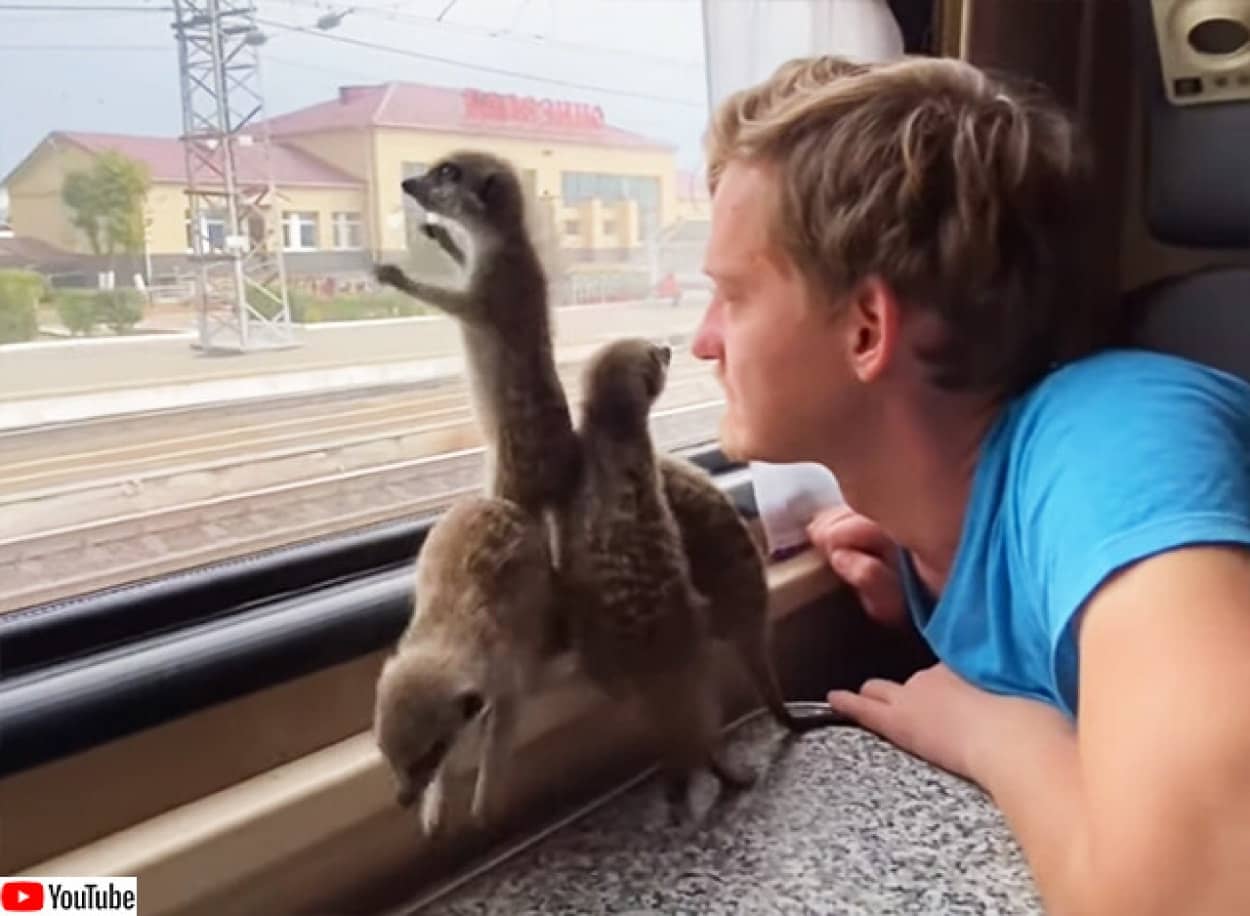 ミーアキャットを列車に乗せて。ロシア鉄道の旅