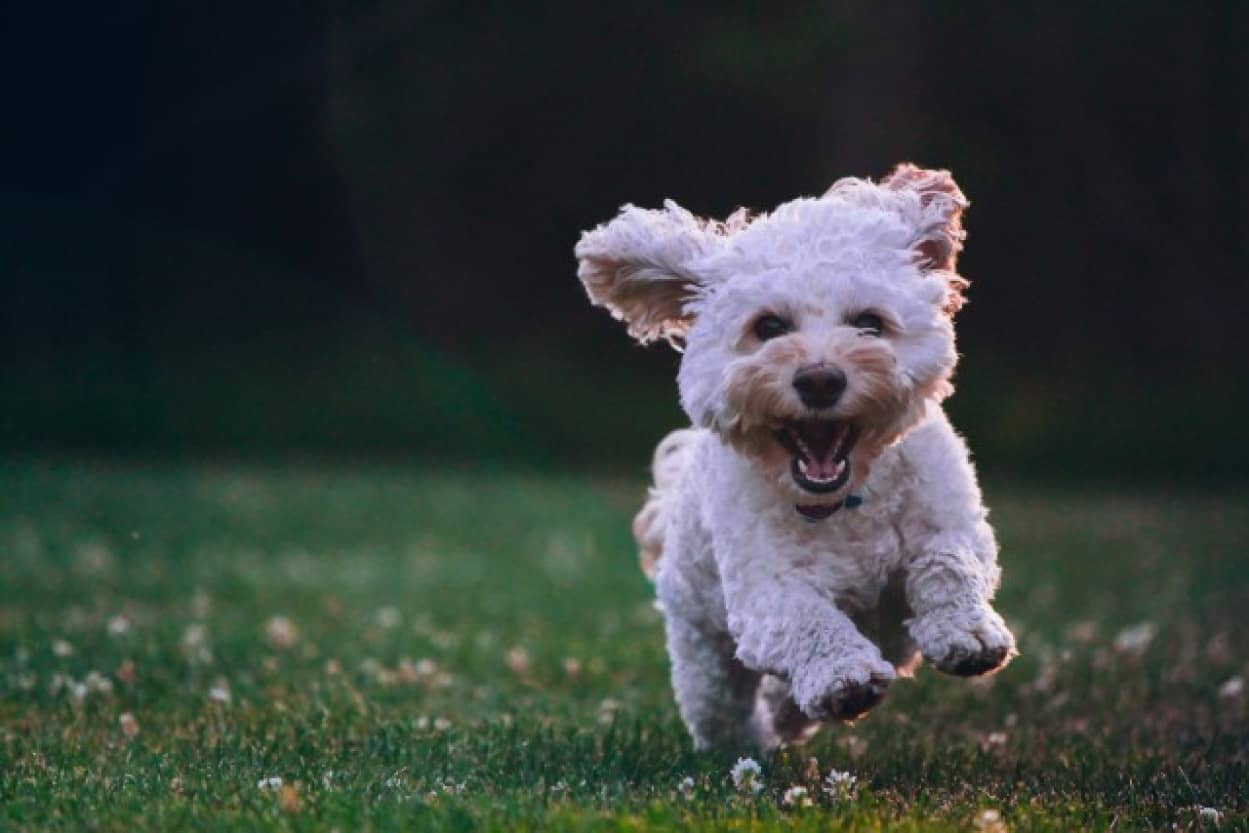 幸せ過ぎて尻尾を痛めてしまった犬