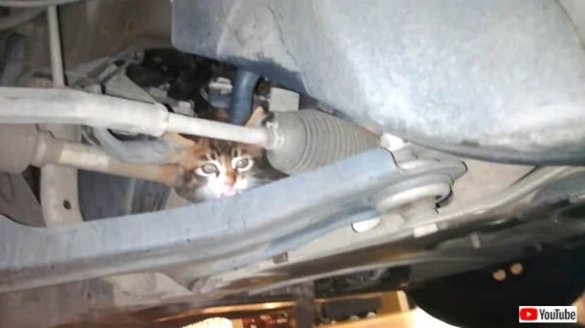 駐車場で猫の鳴き声がする 車の下から見つかった子猫が新しい家族を見つけるまで カラパイア 駐車場で猫の鳴き声がする 車の下から見つかった子猫が新しい家族を見つけるまで カラパイア