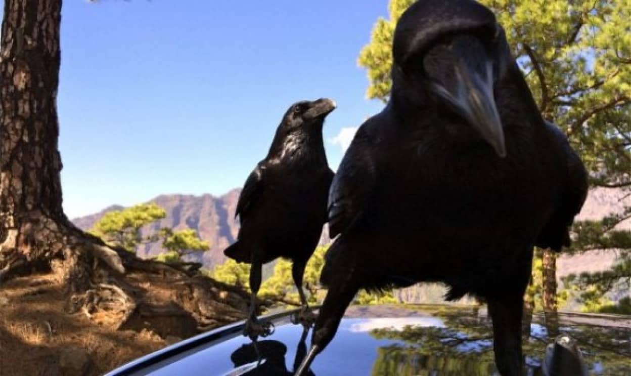 結局地球上で最も賢い生き物って何なの ただし人をのぞく 6種の素晴らしい知能をもつ動物たち カラパイア 結局地球上で最も賢い生き物って何なの ただし人をのぞく 6種の素晴らしい知能をもつ動物たち カラパイア