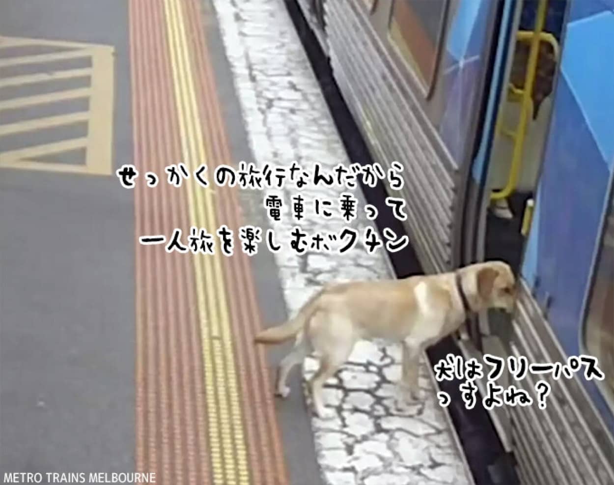 家族旅行中、宿泊先から抜け出し、電車に乗ってひとり旅をしようとした犬