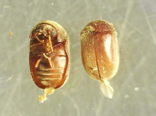 乾燥した食料を食う虫 タバコシバンムシ 煙草死番虫 カラパイア 乾燥した食料を食う虫 タバコシバンムシ 煙草死番虫 カラパイア