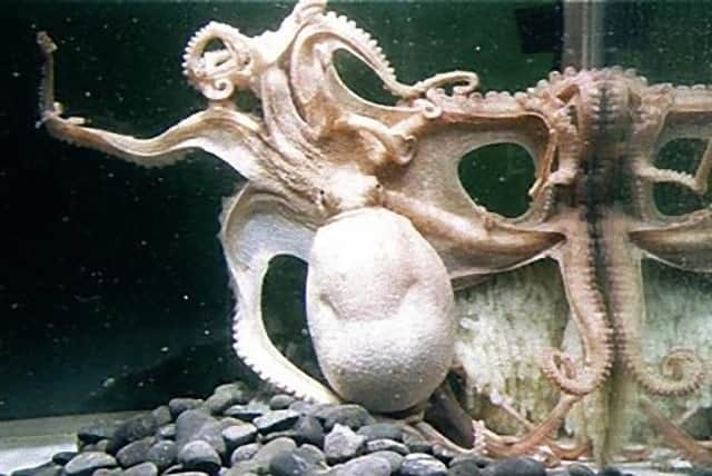 かつて96本の腕を持つタコが日本で捕獲されていた 志摩マリンランドで展示中 カラパイア