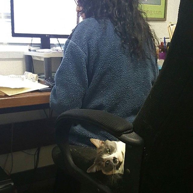 funny-cat-photobombs-112-58e3a8efb928f__605_e
