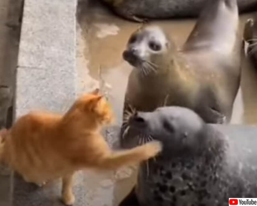 アザラシの餌場を取り仕切る猫 餌をもらったアザラシに猫パンチの制裁 カラパイア アザラシの餌場を取り仕切る猫 餌をもらったアザラシに猫パンチの制裁 カラパイア