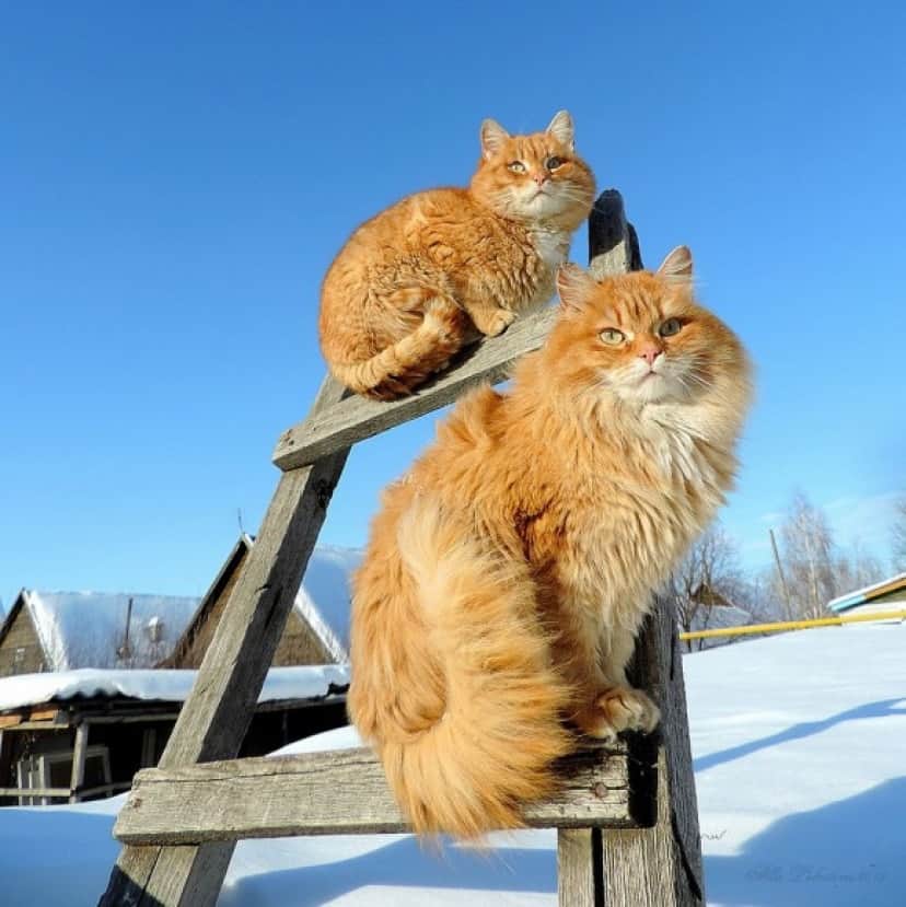 cat7_e