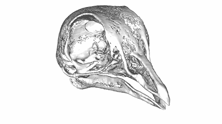 Racing-Homer-and-German-Owl-Beak-Length