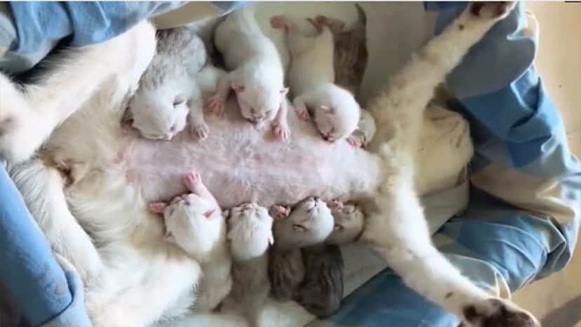 がんばれお母さん 8匹の子猫に平等にお乳を与える母猫の授乳スタイル カラパイア