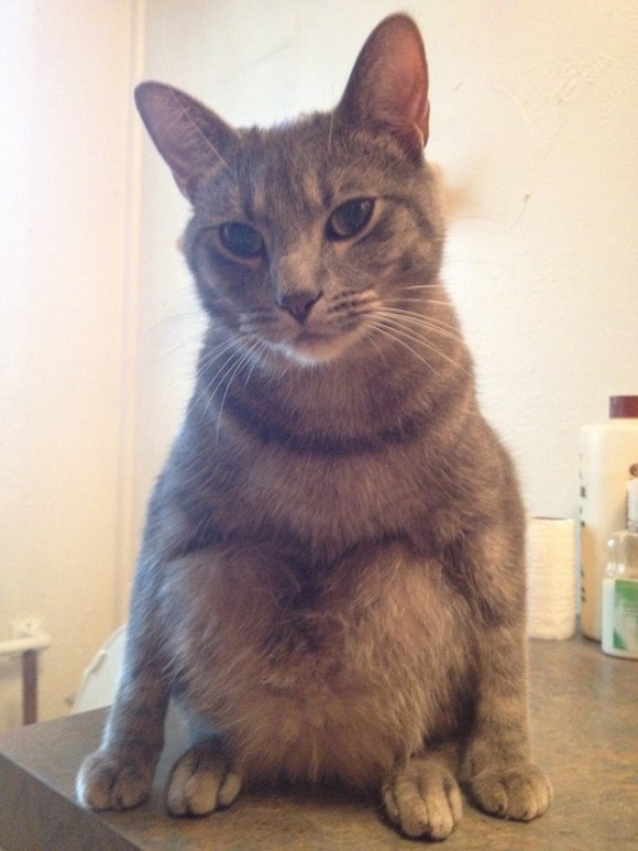 人間を笑わせにかかっている猫たちの所業がわかる画像 カラパイア 人間を笑わせにかかっている猫たちの所業がわかる画像 カラパイア