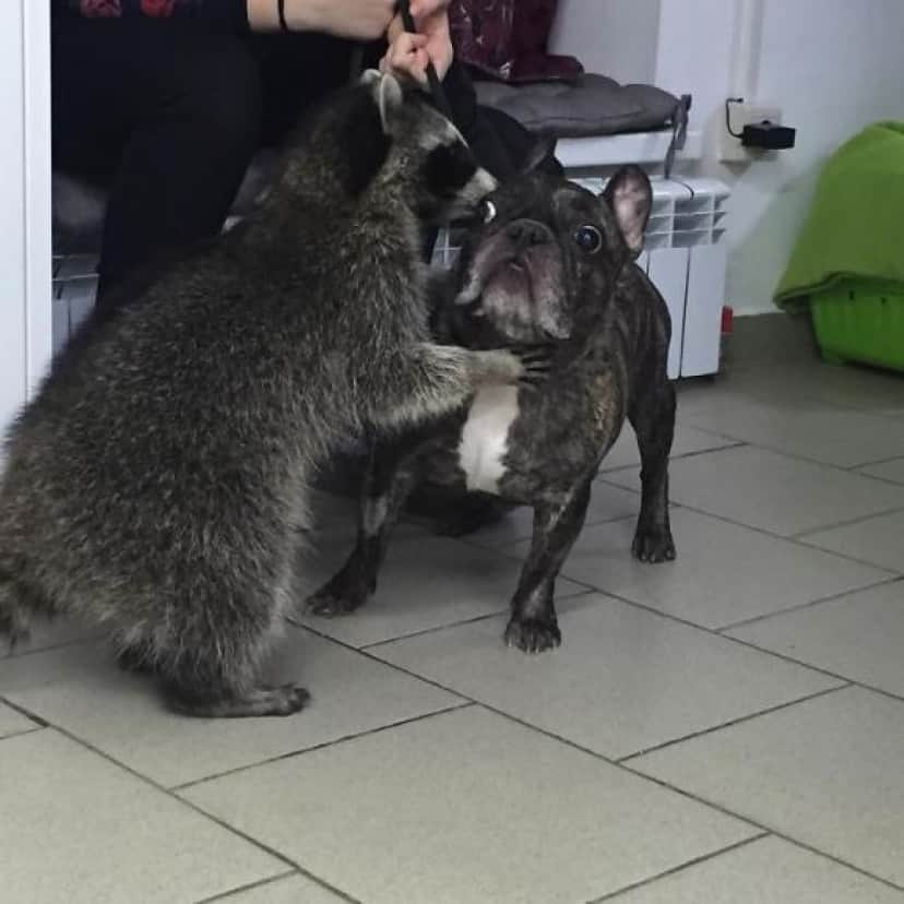 あらいぐまの恩返し 助けてもらったお礼に動物病院で患者さんを癒すお仕事を積極的にこなす ロシア カラパイア