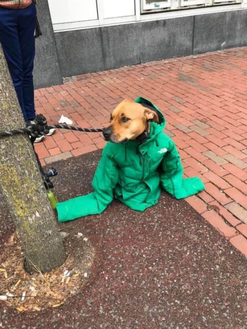 dog3_e0
