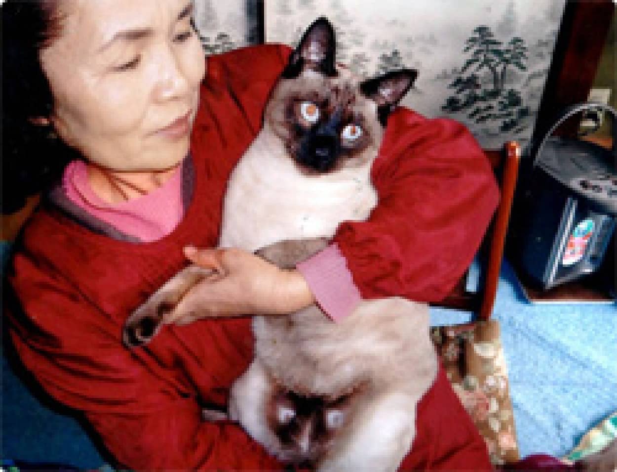 猫の股間にもう一匹の猫が 2つの顔を持つ猫 埼玉県 カラパイア 猫の股間にもう一匹の猫が 2つの顔を持つ猫 埼玉県 カラパイア