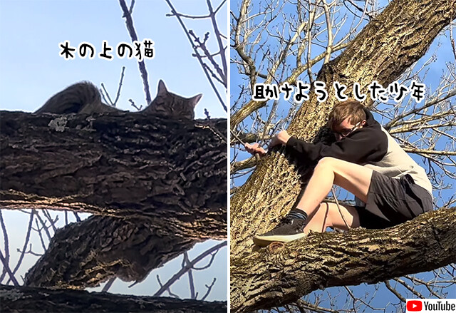 猫を助けるはずが自分が助けられるはめに。木から降りられなった少年がレスキュー