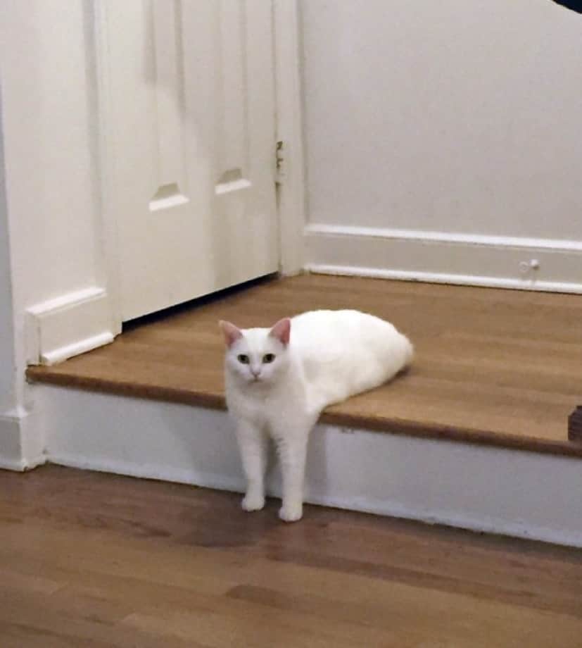 後ろ足を隠した猫があまりにもクリーチャーじみていたのでコラ職人頑張る カラパイア