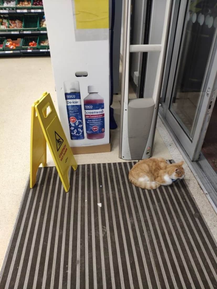 cat4_e