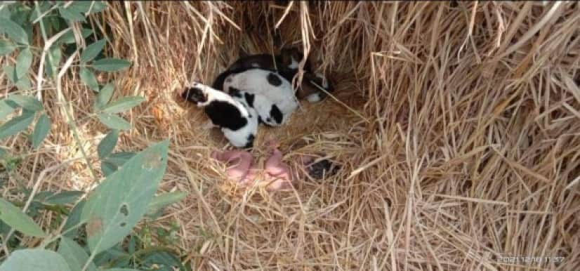 草むらに捨てられた赤ちゃん 野良犬の親子に温められ生きて発見される カラパイア 草むらに捨てられた赤ちゃん 野良犬の親子に温められ生きて発見される カラパイア