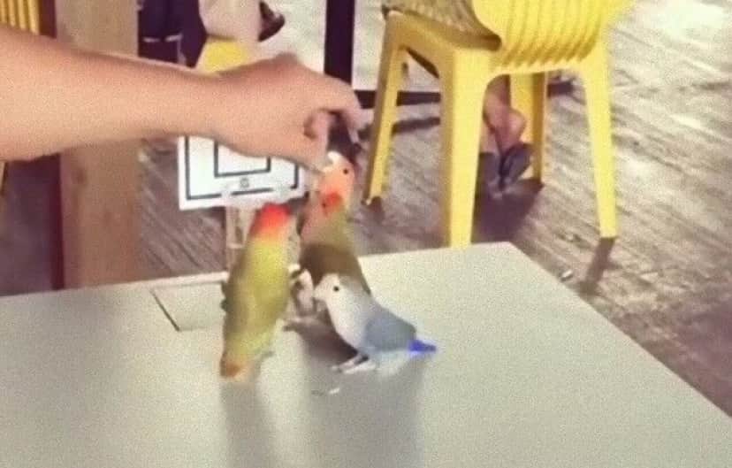 今インコのバスケットボールが熱い 華麗なシュートをキメるコザクラインコたち カラパイア