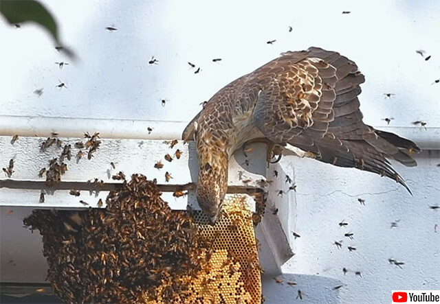 ハチに囲まれても余裕っす。ハチの幼虫を主食とする珍しい猛禽類「ハチクマ」にズームイン