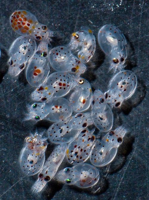 水中に舞い上がる大量のタコの赤ちゃんと最後まで卵をいたわり続けるタコの母親の愛情物語 カラパイア 水中に舞い上がる大量のタコの赤ちゃんと最後まで卵をいたわり続けるタコの母親の愛情物語 カラパイア