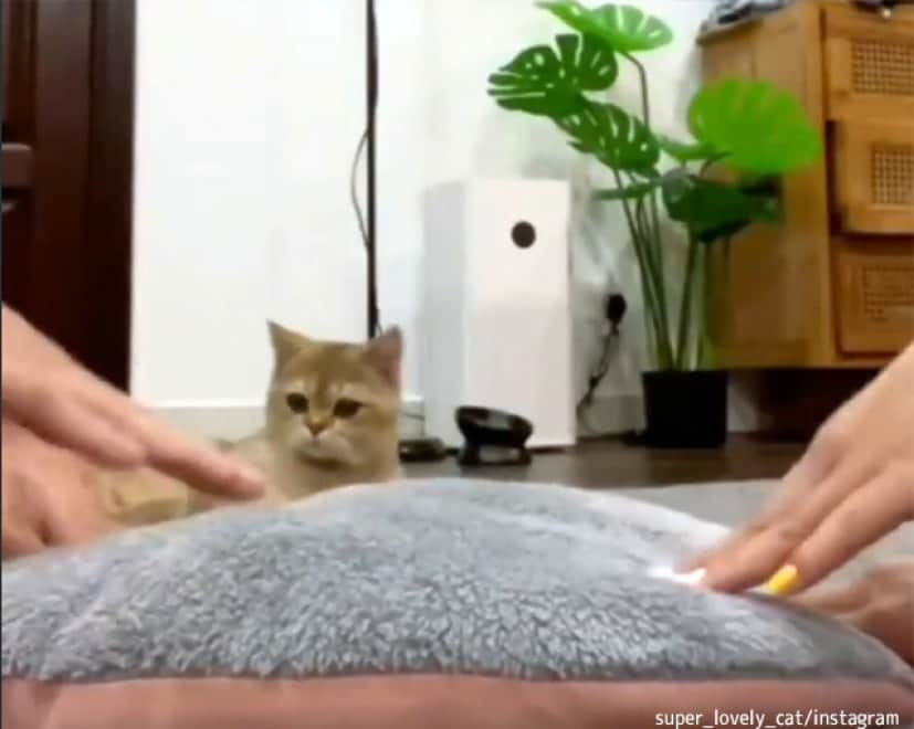 こね方が足りん 人間にふみふみを指南する猫 カラパイア こね方が足りん 人間にふみふみを指南する猫 カラパイア
