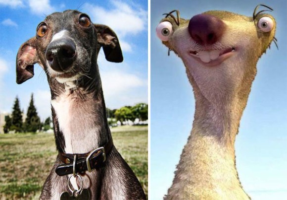 似て非なる 犬が似ているのか 対象物が犬寄りなのか とにかくそんな比較画像 カラパイア 似て非なる 犬が似ているのか 対象物が犬寄りなのか とにかくそんな比較画像 カラパイア