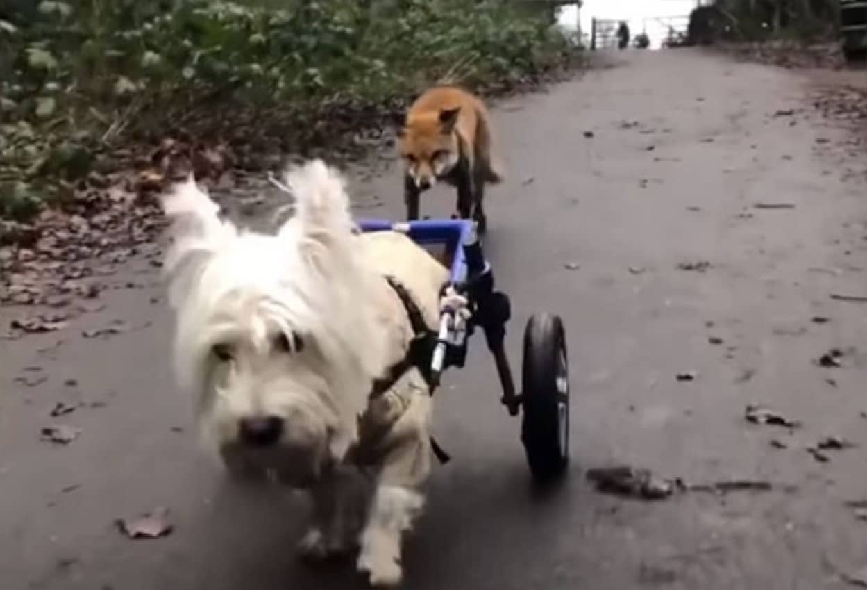 目の見えないキツネの盲導犬役をかってでた脚の不自由な犬