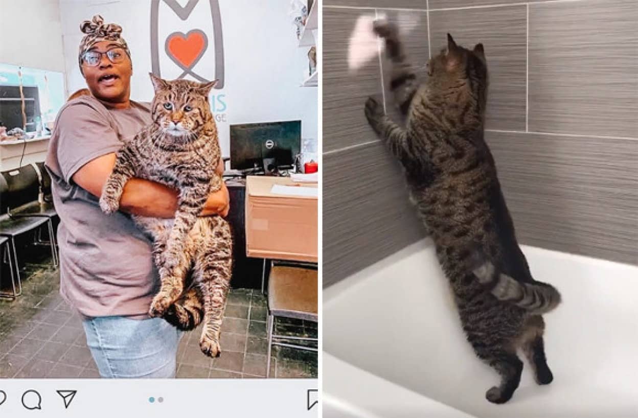 メインクーンでもヤマネコでもないのになぜか巨大な保護猫 ビージェイの飼い主がついに決定 アメリカ 続報 カラパイア メインクーンでもヤマネコでもないのになぜか巨大な保護猫 ビージェイの飼い主がついに決定 アメリカ 続報 カラパイア