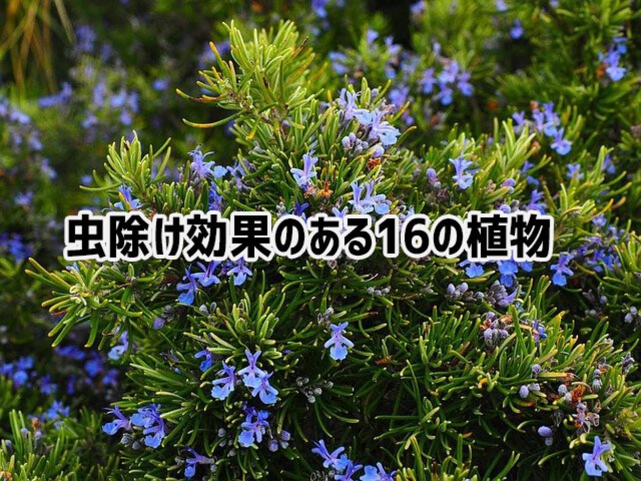 虫除け効果のある15の植物