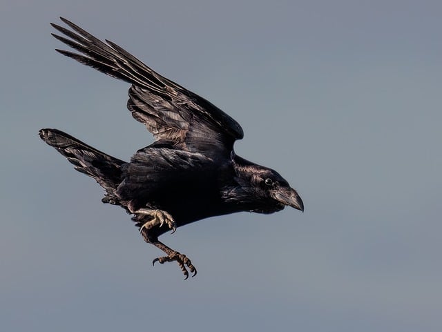 crow-7884476_640