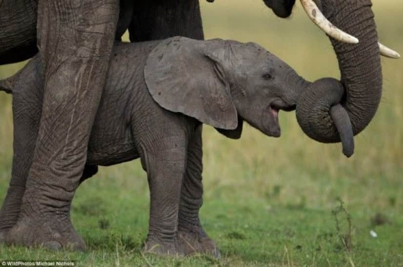 best-wildlife-photography-12_e