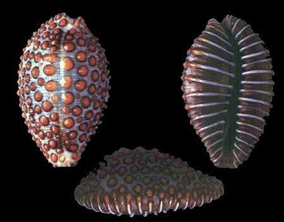 Jenneria_pustulata_e